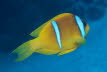 Rotmeer-Anemonenfisch