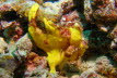 WarzigerAnglerfisch, gelb