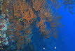 Rotmeer Schwarze Koralle
