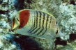 Rotmeer-Winkelfalterfisch