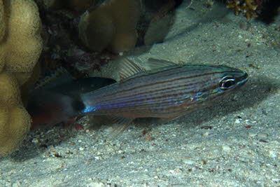 Aquaba-Kardinalfisch