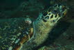 Schildkröten-Seepocke