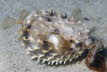 Kurzstachel-Igelfisch