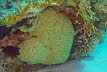 Knotige Koralle