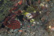 Kurzflossen-Zwergfeuerfisch
