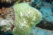 Krönchen-Koralle