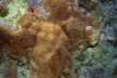 Septen-Koralle