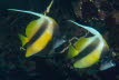 Rotmeer-Wimpelfisch