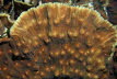 Elefantenohr-Koralle
