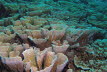 Chinakohl-Koralle