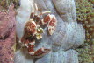 Anemonen-Porzellankrebs