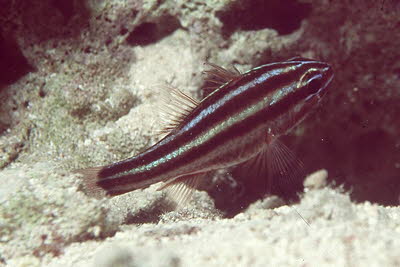 Schwarzband-Kardinalfisch