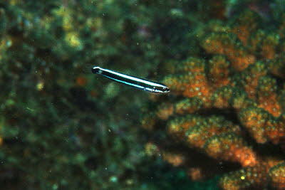 Blaustreifen-Sbelzahnschleimfisch 
