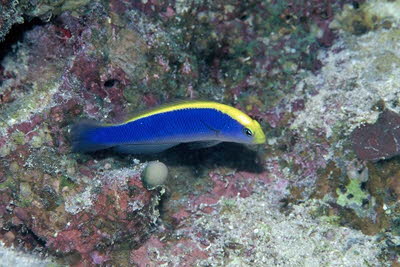 Gelbrcken-Zwergbarsch