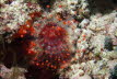 Rote Korallenanemone 