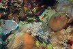 Riesen-Seeanemone 