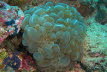 Korallen-Strudelwurm